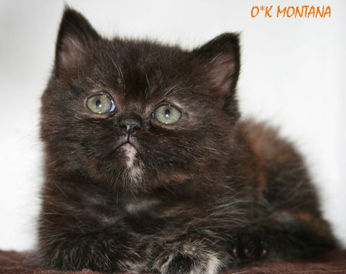 ЭКЗОТЫ И ПЕРСЫ - КОТЯТА! ОКРАСЫ РАЗЛИЧНЫЕ! ЭКЗОТЫ И ПЕРСЫ - КОТЯТА! ОКРАСЫ РАЗЛИЧНЫЕ!