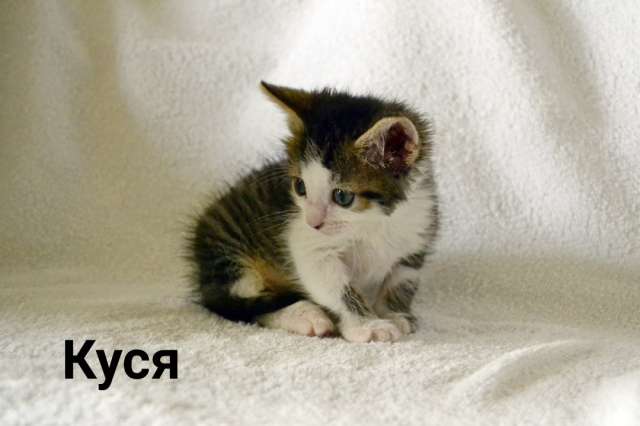 Котята в добрые руки Котята в добрые руки