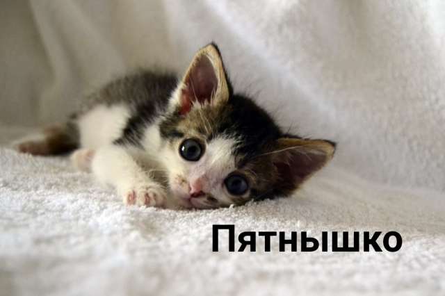 Котята в добрые руки Котята в добрые руки