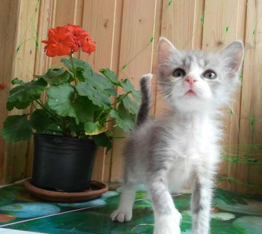 Котята бесплатно. Котята бесплатно.