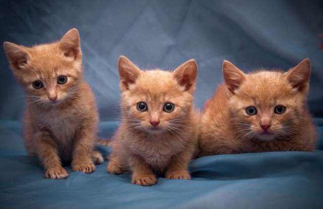 Маленькие солнышки в поисках дома!! Рыжие и кремовые котята в дар. Маленькие солнышки в поисках дома!! Рыжие и кремовые котята в дар.