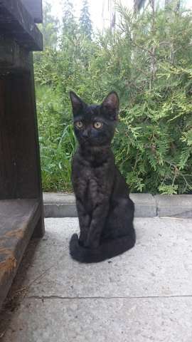 Ищу дом котику-подростку Ищу дом котику-подростку