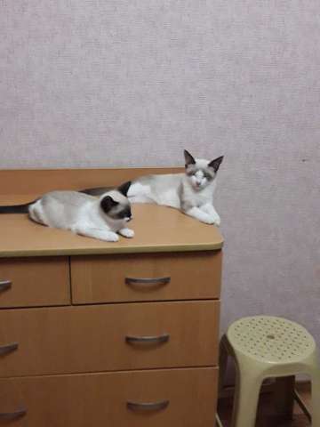 Котята сноу-шу Котята сноу-шу