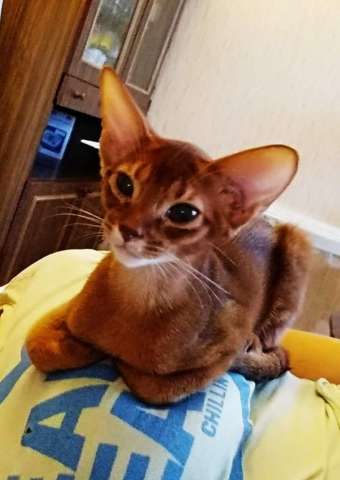 Абиссинские клубные котята Абиссинские клубные котята