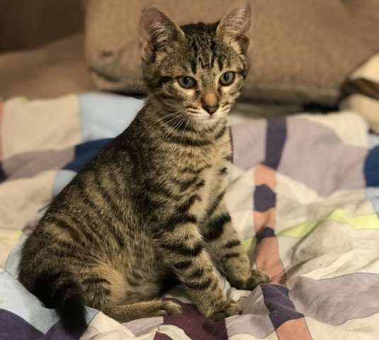 Полосатые котята в поисках дома. Мальчики, 3 мес, в дар. Полосатые котята в поисках дома. Мальчики, 3 мес, в дар.
