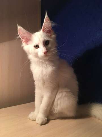 Белые котята мейн кун Белые котята мейн кун