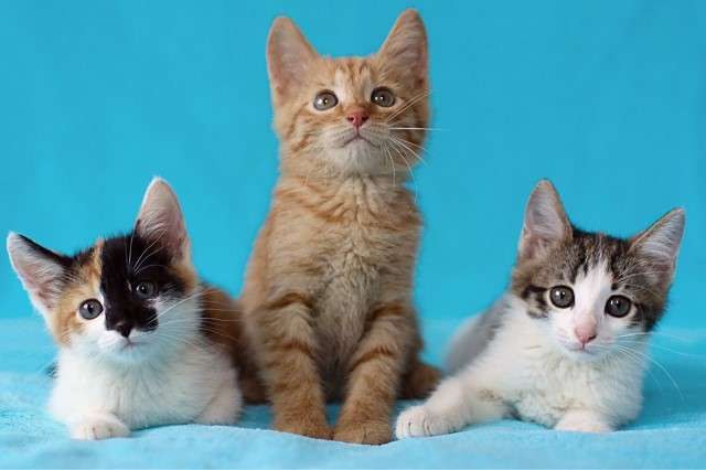 Великолепная пятёрка в поисках дома! Котята в дар. Великолепная пятёрка в поисках дома! Котята в дар.