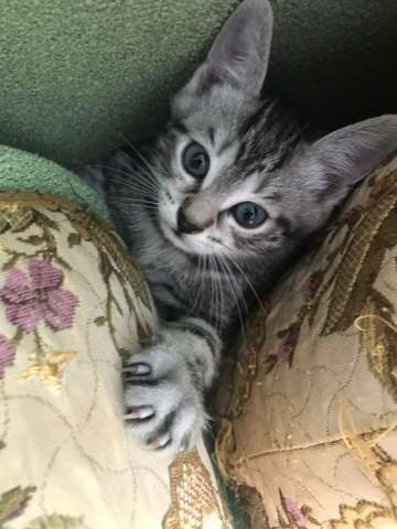 Отдам котят в хорошие, добрые руки. Отдам котят в хорошие, добрые руки.