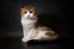 Замечательные  и невероятно красивые котята шотландской породы