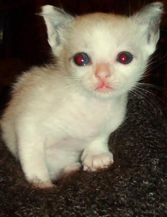 котёнок-СИАМ котёнок-СИАМ