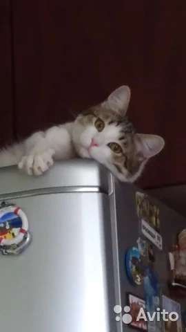 Отдаю трехцветного кота