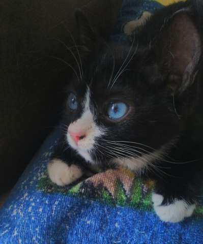 Котенок-в добрые руки! Котенок-в добрые руки!