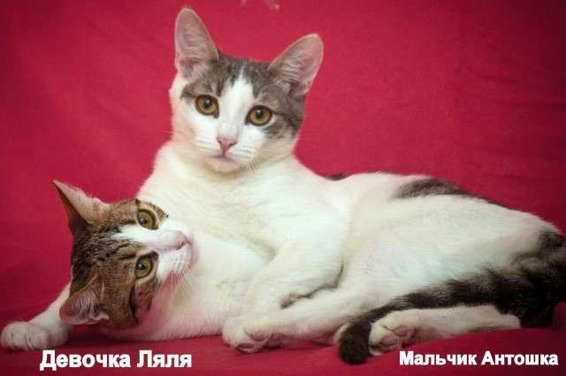 Малыши - Лялька и Антошка! Два чудесных котенка ищут дом. Малыши - Лялька и Антошка! Два чудесных котенка ищут дом.