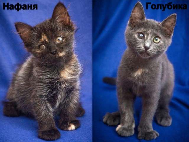 Мы не хуже других, мы просто другие!! Особенные котята в поисках дома. Мы не хуже других, мы просто другие!! Особенные котята в поисках дома.