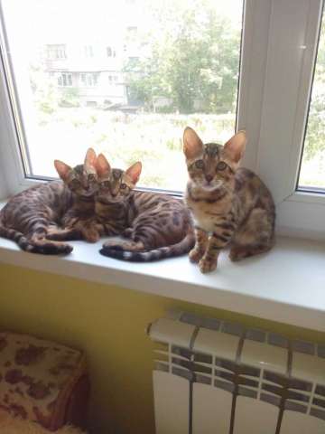 Чистокровные котята-бенгалята Чистокровные котята-бенгалята