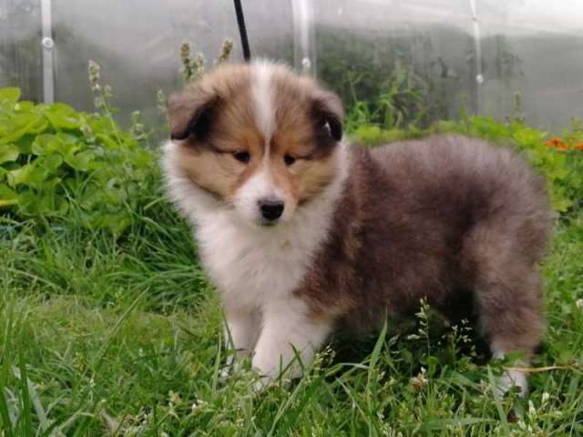 Щенки колли Щенки колли