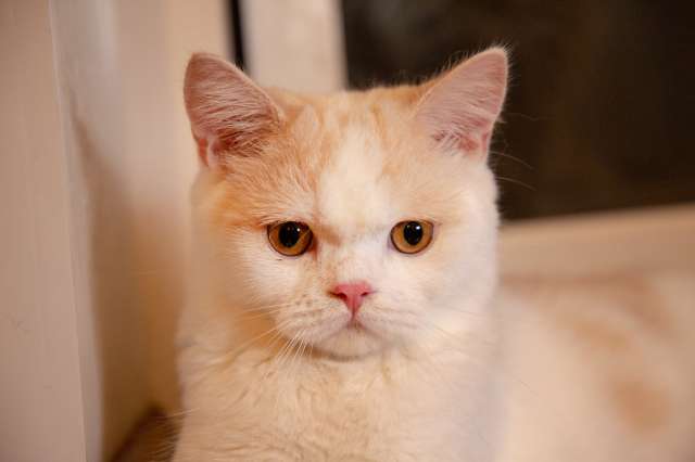 Изящные шотландские котята Изящные шотландские котята