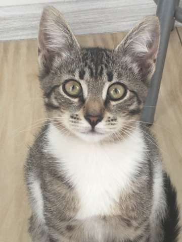 Котёнок в добрые руки! Котёнок в добрые руки!