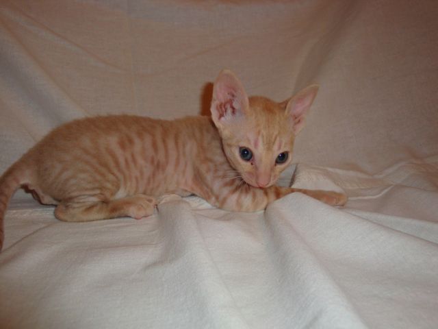 Продам Клубных котят корниш-рекс (Клуб Вариета) Продам Клубных котят корниш-рекс (Клуб Вариета)