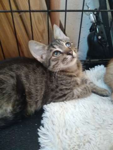 Котенок Сёма в добрые руки Котенок Сёма в добрые руки