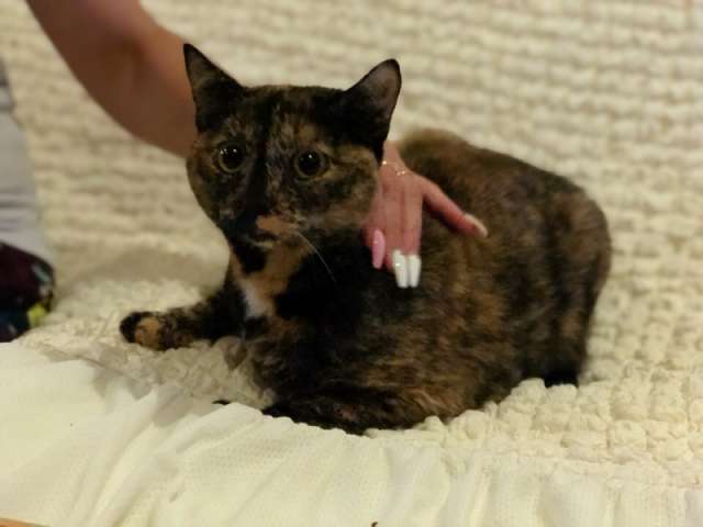 Отдам в хорошие руки кошечку Отдам в хорошие руки кошечку