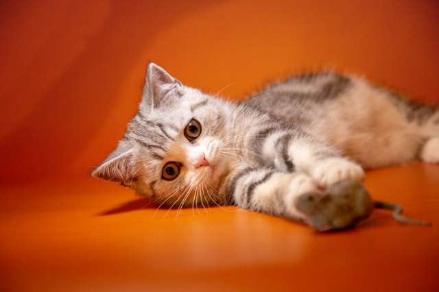Шотландские котята безупречных породных качеств Шотландские котята безупречных породных качеств