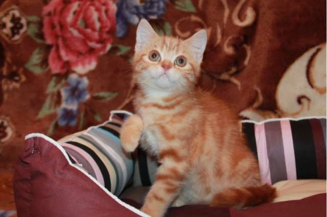 Котята шотландский 2,5 мес. Котята шотландский 2,5 мес.