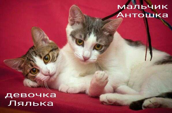 Мама, это мы, Лялька и Антошка Мама, это мы, Лялька и Антошка