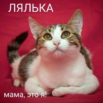 Мама, это я, Лялька Мама, это я, Лялька