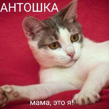 Мама, это я, Антошка Мама, это я, Антошка