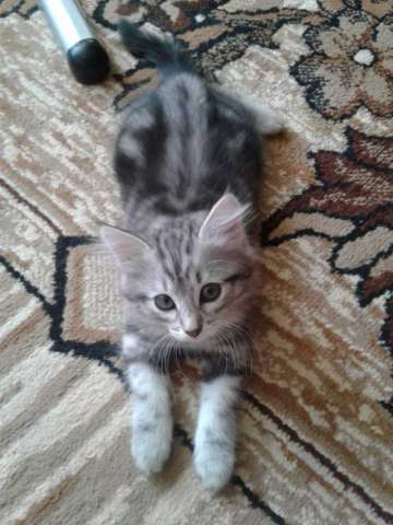 КОТЯТА В ДОБРЫЕ РУКИ! КОТЯТА В ДОБРЫЕ РУКИ!