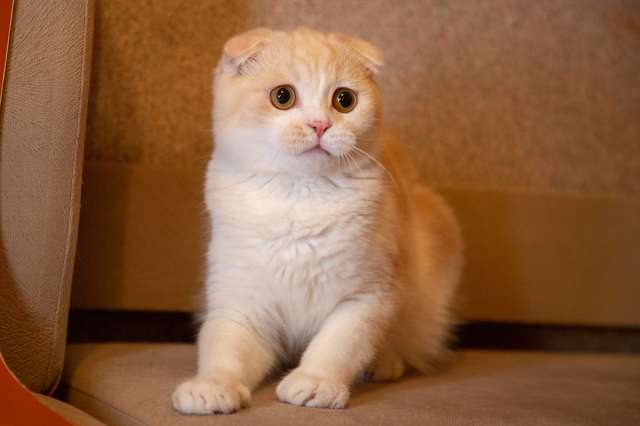 Изюмительные шотландские котята из питомника Изюмительные шотландские котята из питомника
