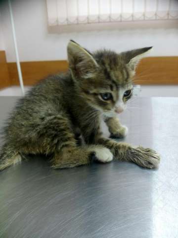 котенок Боня ищет дом котенок Боня ищет дом