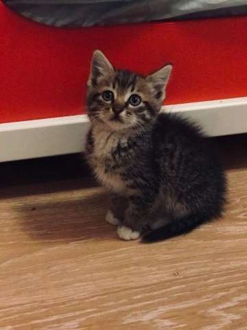 Котенок в добрые руки Котенок в добрые руки
