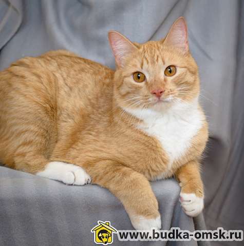 Ищите в семью котёнка, кота, кошку в г. ОМСКЕ ? Ищите в семью котёнка, кота, кошку в г. ОМСКЕ ?