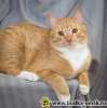 Ищите в семью котёнка, кота, кошку в г. ОМСКЕ ?
