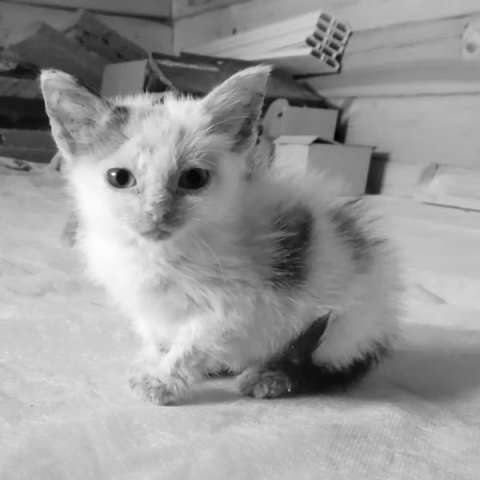 Отдадим в добрые руки очень смышлёного и доброго котёнка Отдадим в добрые руки очень смышлёного и доброго котёнка