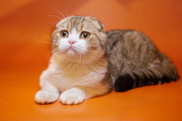 Отличные шотландские котята из питомника Отличные шотландские котята из питомника