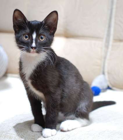Котёнок по имени Лисёнок, 4 мес. Котёнок по имени Лисёнок, 4 мес.
