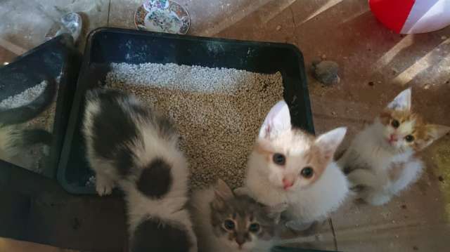 Котята в хорошие руки Котята в хорошие руки