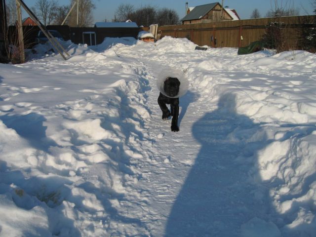 Кане Корсо щенки