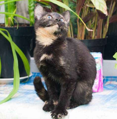 Котенок Фенечка ищет хозяев Котенок Фенечка ищет хозяев