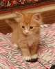 Солнечный котенок и его рыже-белый брат в дар (2 мес)