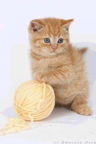 клубные красные котята клубные красные котята