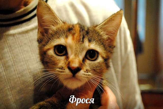 Ищут дом подкидыши, братик и сестричка, Васька и Фросенька!