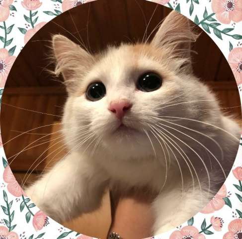 Москва ! Котенок ищет дом Москва ! Котенок ищет дом