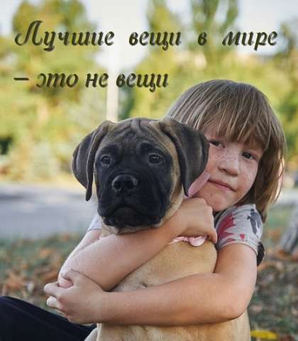 Щенки Бульмастифа Щенки Бульмастифа