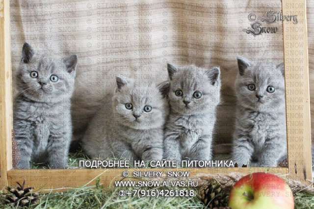 Британские котята. Питомник Silvery Snow Британские котята. Питомник Silvery Snow