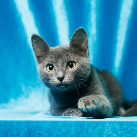 Отдам голубого котенка Отдам голубого котенка
