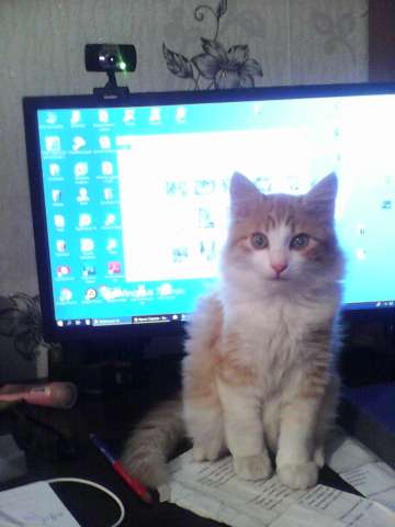 котята котята